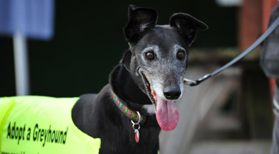 Dunstall Park Greyhounds launch early bird Christmas offer