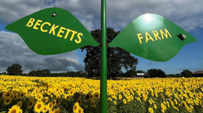 Sunflower field opens in Worcestershire