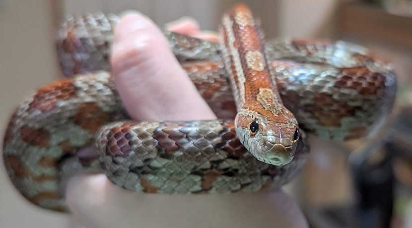 Telford animal welfare organisation seeks trustees