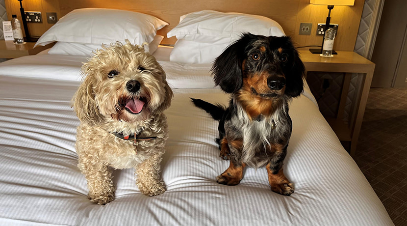 The Belfry Hotel & Resort welcome dog friendly stays