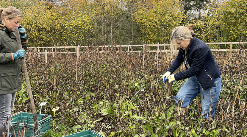 Webbs invites gardeners to dig up dahlias for charity