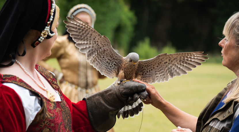 Falcons in Flight