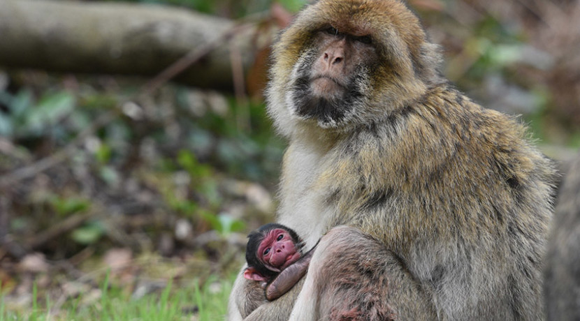 Trentham Monkey Forest welcomes three newborn Barbary Macaques