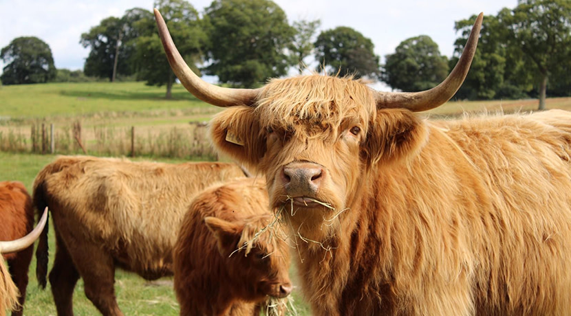 Free event Open Farm Sunday takes place at Oteley Estate