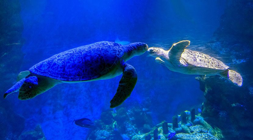 SEA LIFE and Nintendo collaborate for immersive Animal Crossing experience