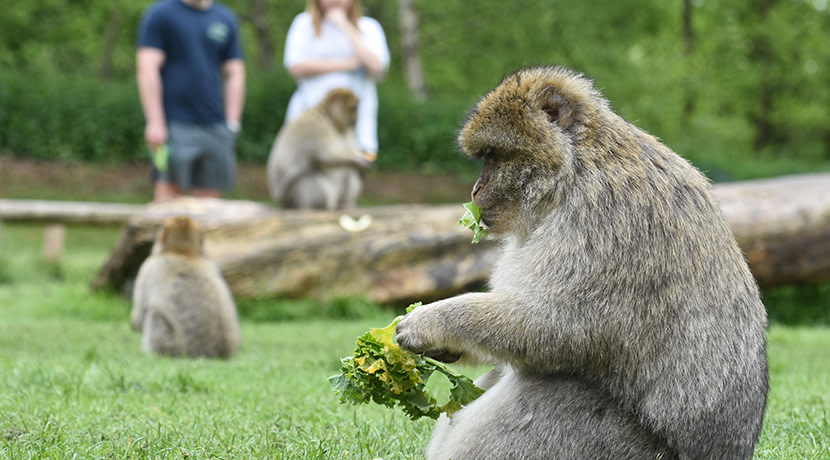 Visit Trentham Monkey Forest this summer 