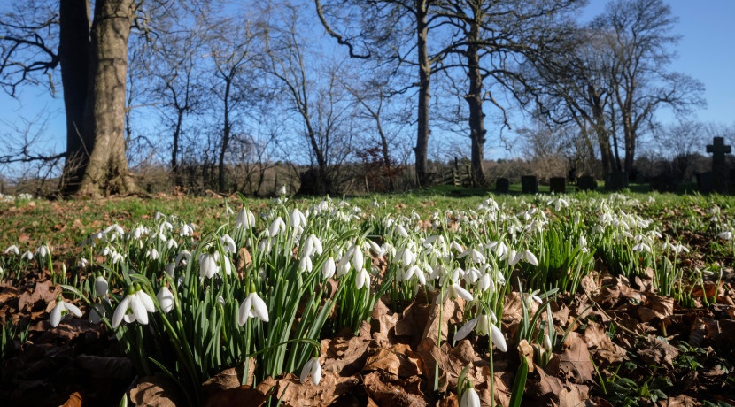 Carpets of snowdrops on the horizon for Baddesley Clinton