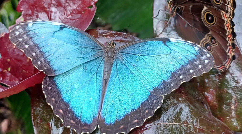 Experience the beauty of the ‘Blue Morpho’ Butterfly this Easter!