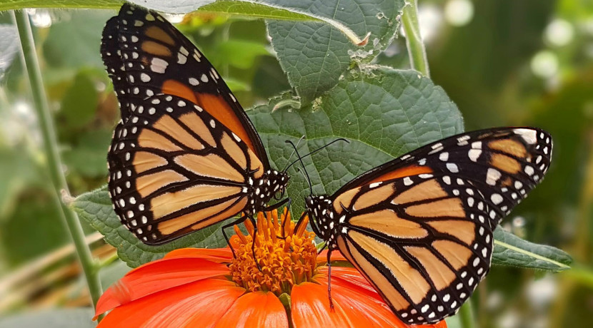 Celebrate the Monarch Butterfly & its link to ‘Day of the Dead’!