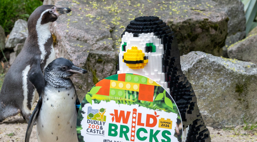 Wild Bricks!