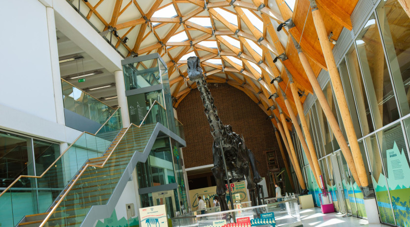 Dippy in Coventry