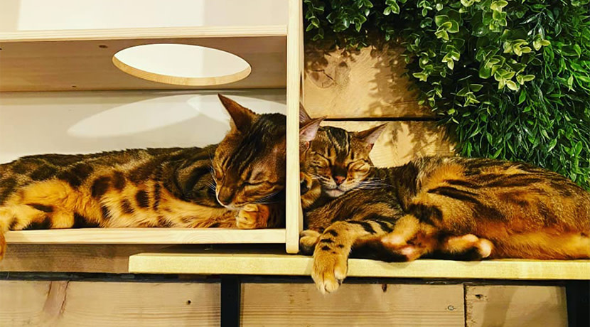 Shrewsbury's Paws Cafe is closing its doors