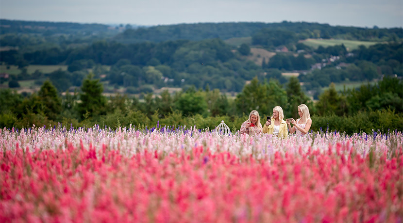 Shropshire Petal Fields tickets now live