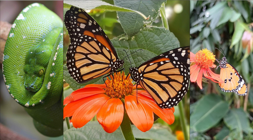 Monarch Butterflies take flight for ‘Day of the Dead’ Celebration!