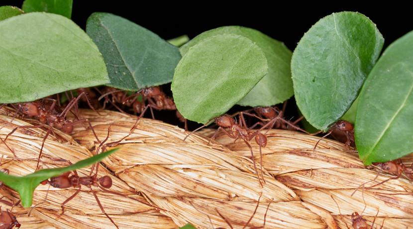 Leaf-Cutter Ants return to Stratford Butterfly Farm This Week 