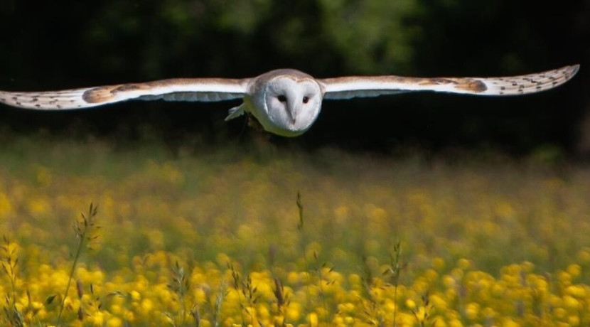 Falconry Experiences