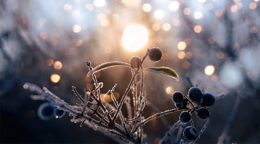 Midwinter
