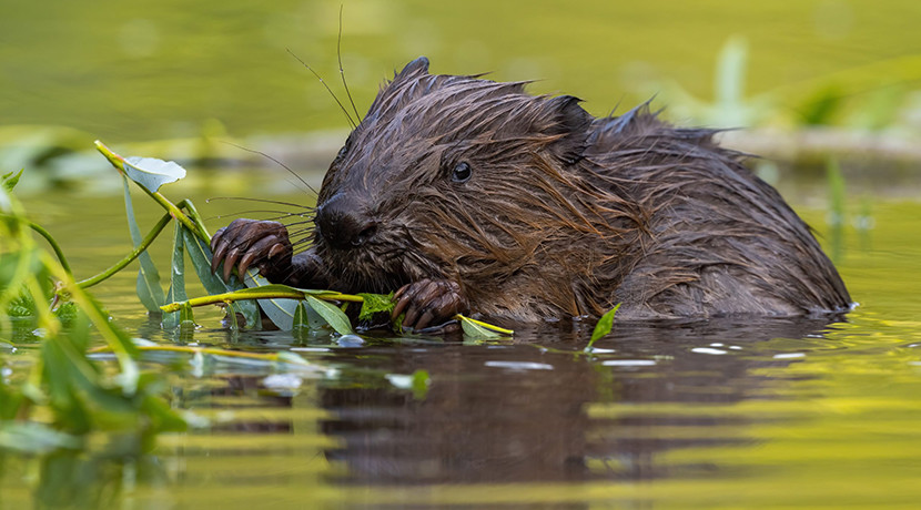 Trentham's beaver release anniversary to be celebrated on BBC's Countryfile