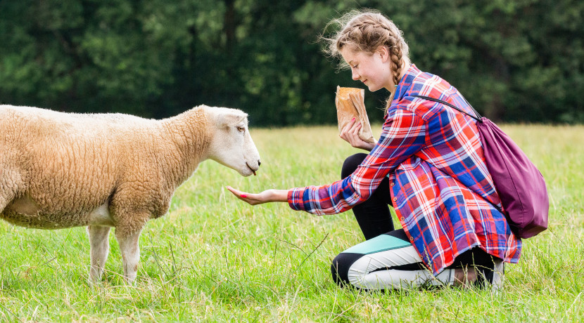 Animal Sanctuary Open Day at Goodheart Farm