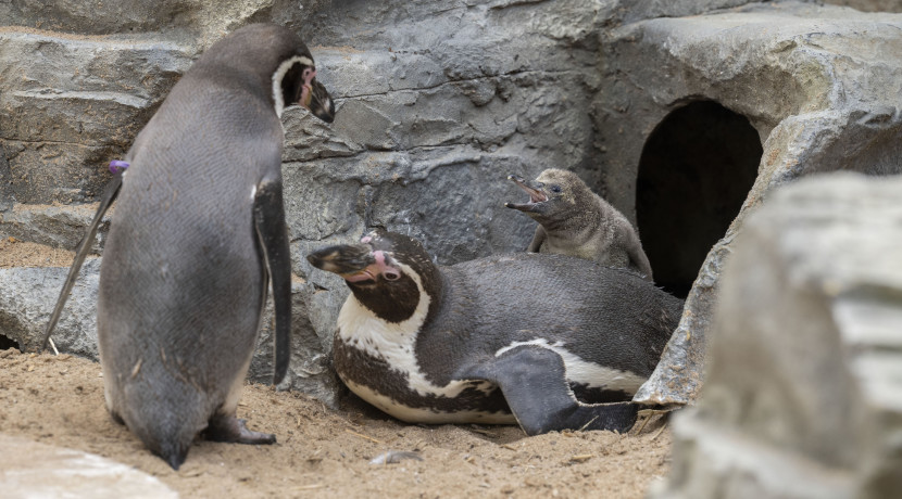 Flipping adorable penguins arrive at the safari park!