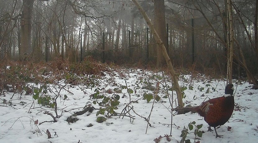 Claire Hewitt: Everything In The Forest Is The Forest