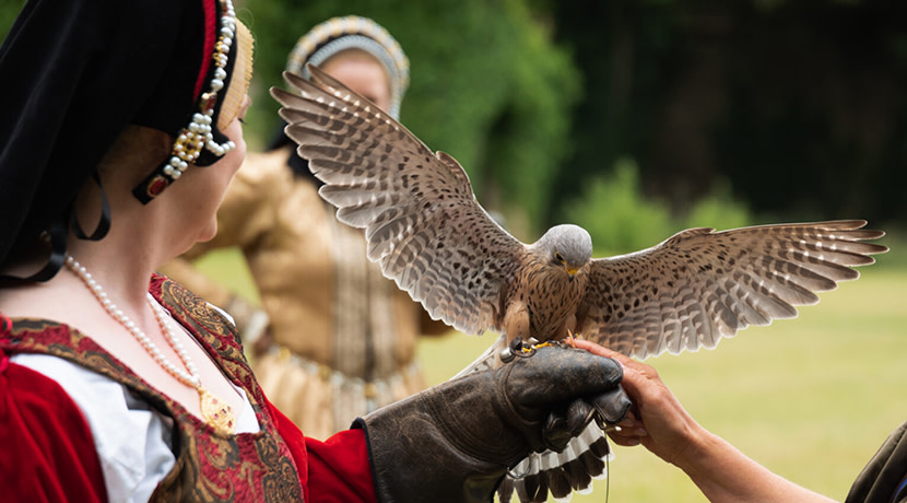 Falconry At The Castle