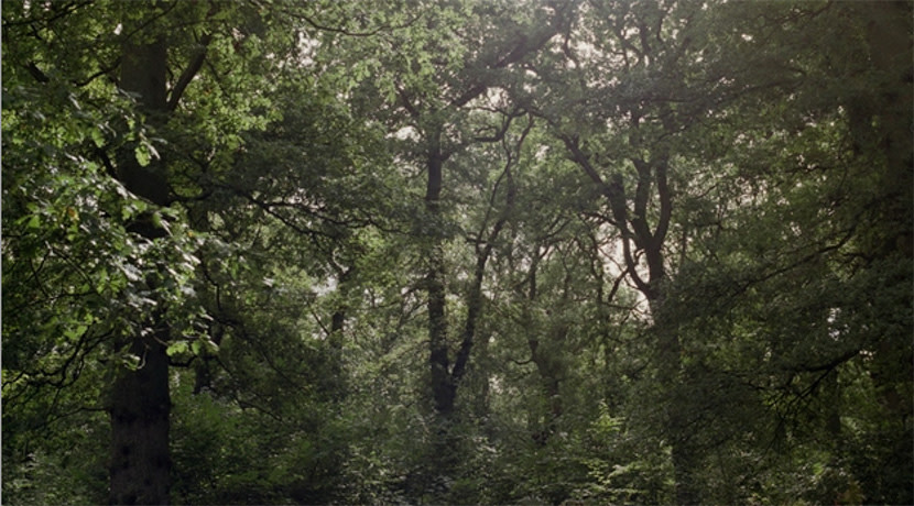 Claire Hewitt: Everything In The Forest Is The Forest