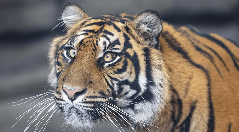 Gift the animal lover in your life a Twycross Zoo Experience Day Gift the animal lover in your life a Twycross Zoo Experience Day