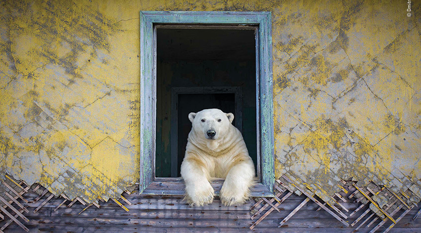 Wildlife Photographer Of The Year 