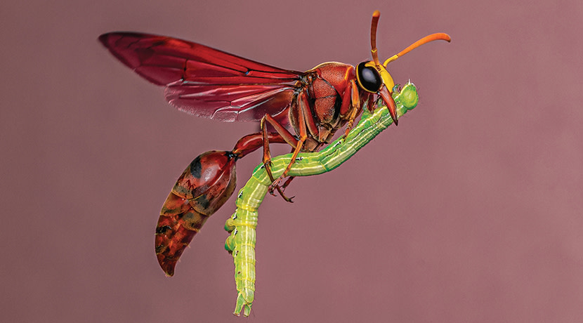 Wildlife Photographer Of The Year 