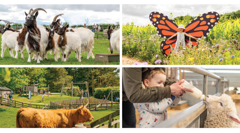 Dive into a Summer of Farm Park Fun