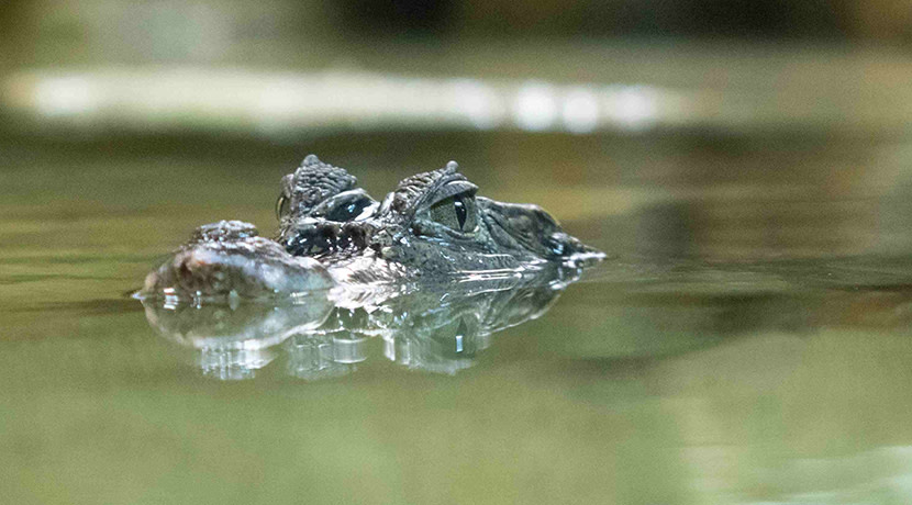 Stratford Butterfly Farm celebrates first anniversary of Kenny the Caiman