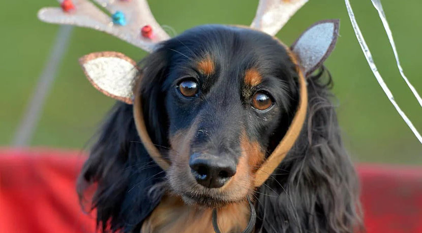 Alderford Lake's Dachshund Extravaganza returns this Christmas