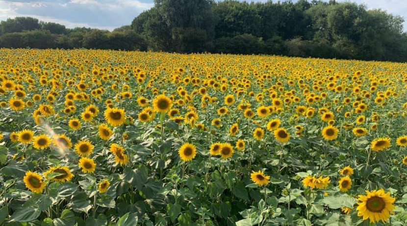 Forge Mill Farm's sunflowers fields open