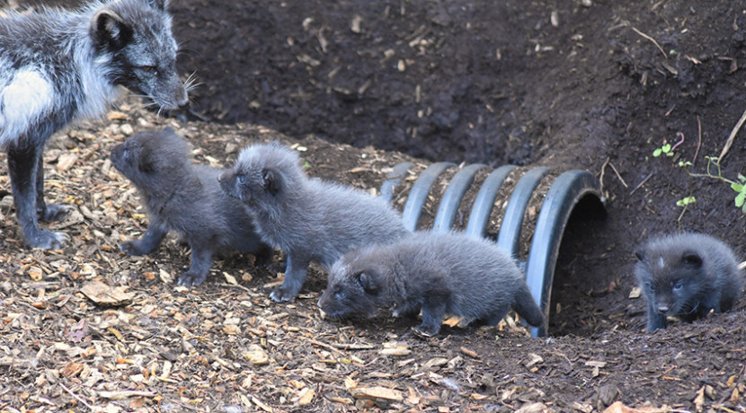 Dudley Zoo announces the birth of Arctic fox cubs