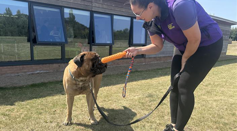 Birmingham Dogs Home receives £5,000 boost from National Pet Awards