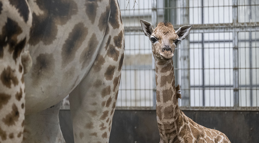 Baby giraffe born at West Midlands Safari Park