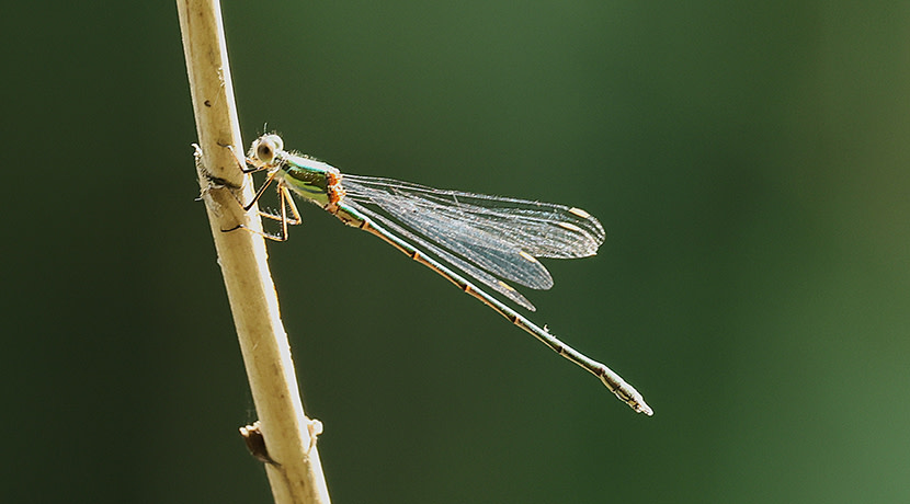 Exciting rare species confirmed at the Shropshire Hills Discovery Centre’s Onny Meadows