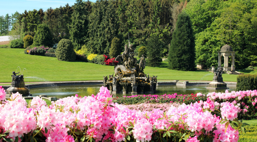 Witley Court’s rare rhododendrons in full bloom