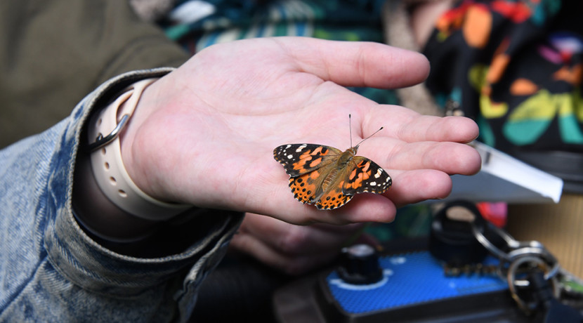 KEMP Hospice to host Butterfly Memory Release