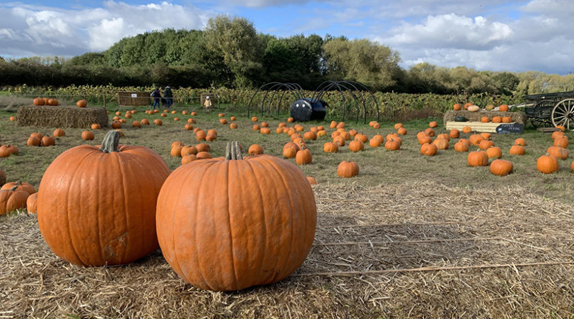 Pumpkin picking returns to Sandwell