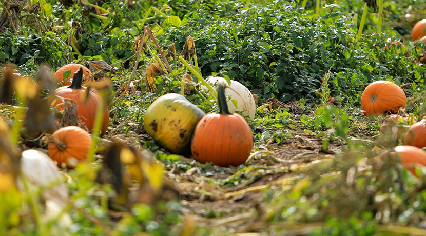 PYO Pumpkins at Lower Drayton Farm