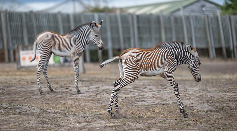 Duo of rare zebra foals born at West Midlands Safari Park