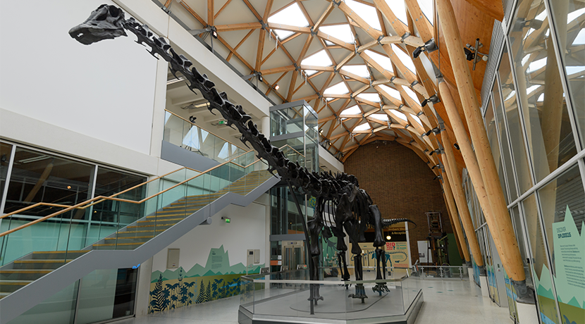 Dippy unveiled at Coventry's Herbert Art Gallery & Museum