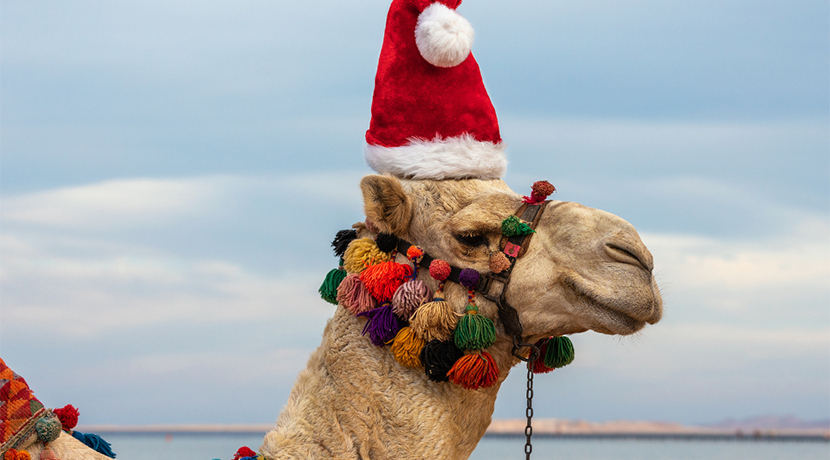 Visit camels and donkeys at Compton Verney this Christmas