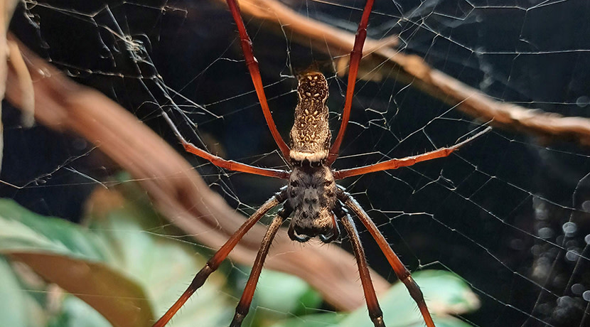 Learn about bees and spiders at Stratford Butterfly Farm this half term