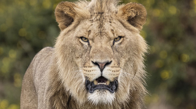 Hope for Lion Lodges to be next attraction at West Midland Safari Park