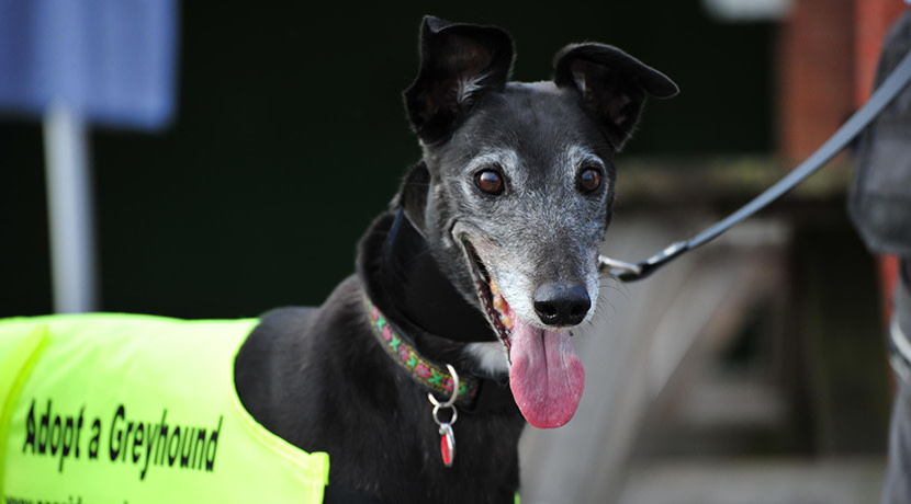 Dunstall Park Greyhound Stadium