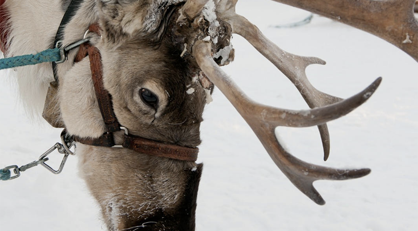 Christmas magic returns to Alderford Lake 