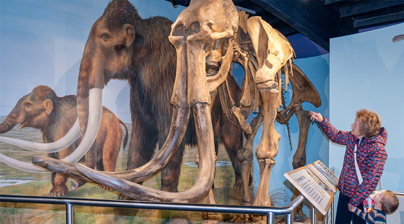 Mammoth discovery anniversary and apple harvest celebrated at Discovery Centre